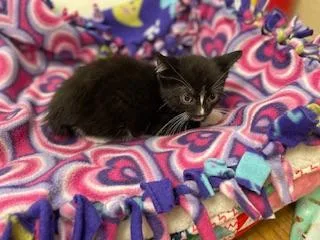 Bulbasaur thumbnail 3