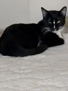 Bulbasaur thumbnail 4