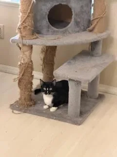 Bulbasaur thumbnail 5