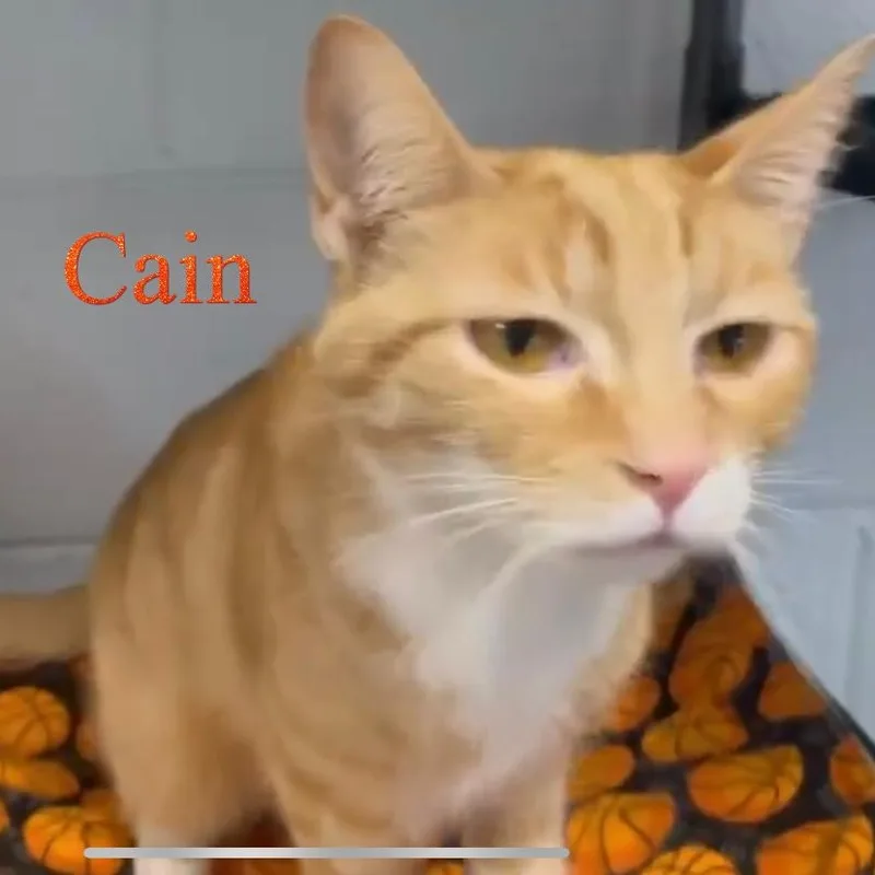 Cain