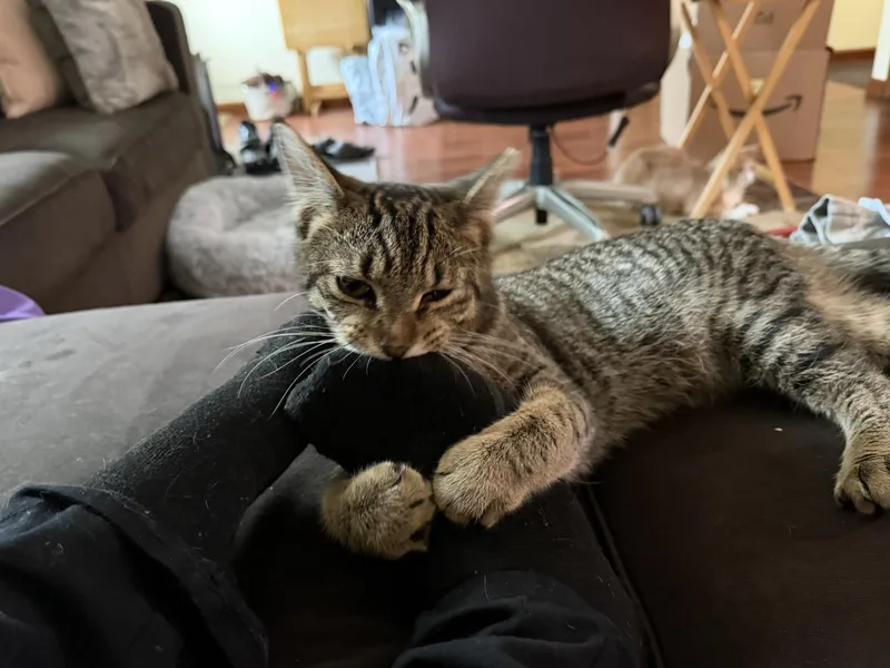 London Boy thumbnail 2