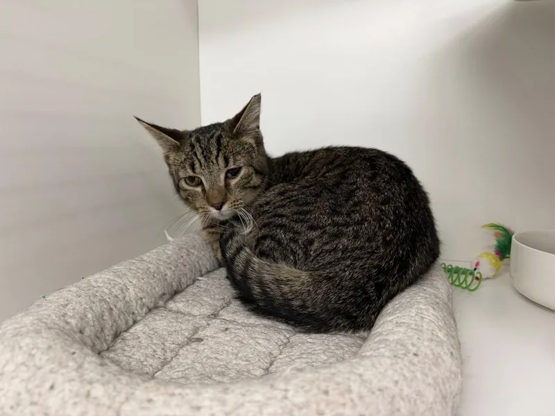 London Boy thumbnail 3