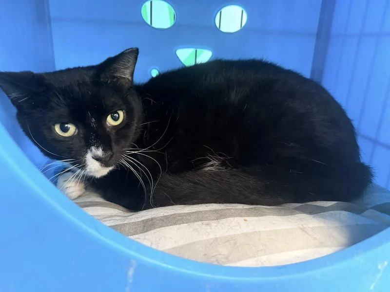 Mcchicken thumbnail 3