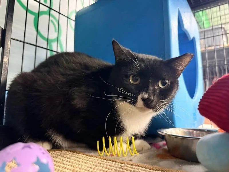 Mcchicken thumbnail 4