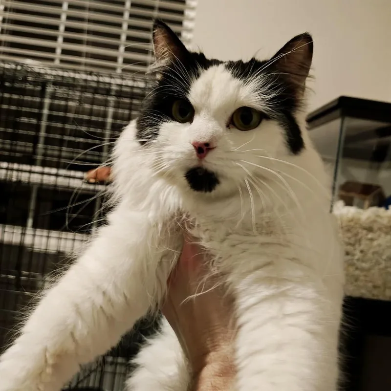 Tiffany Valentine thumbnail 2