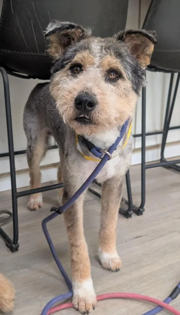 Meillard thumbnail 2