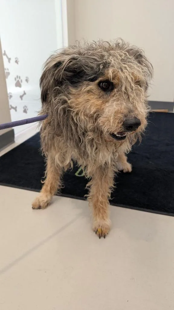 Meillard thumbnail 3