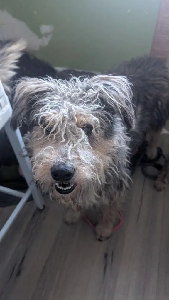 Meillard thumbnail 4