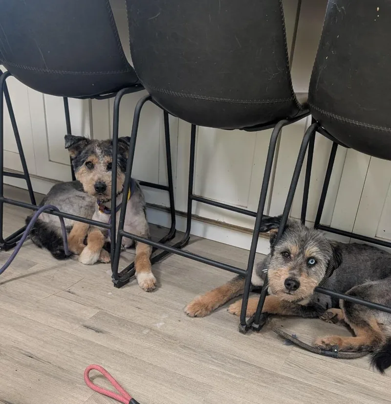 Meillard thumbnail 5