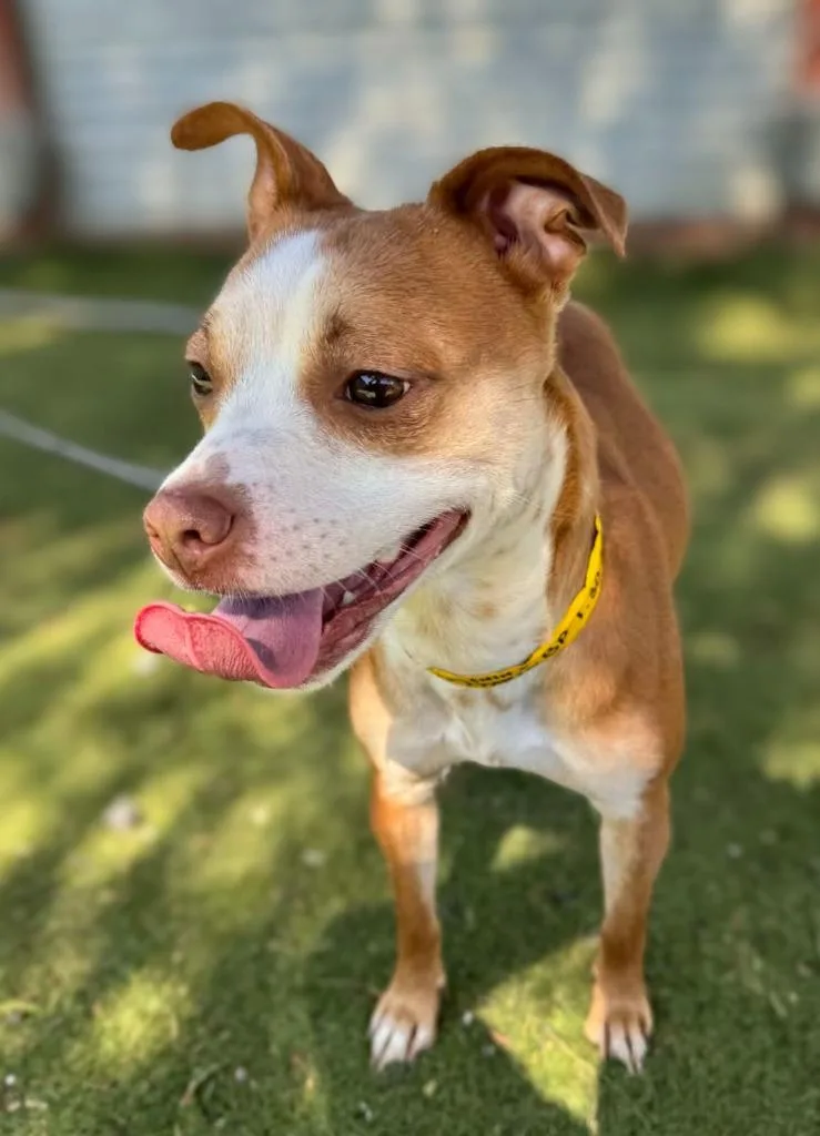 Shiffrin thumbnail 3