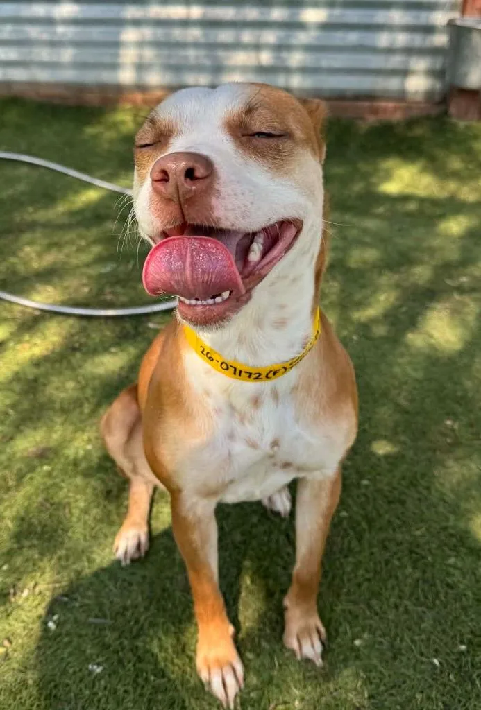 Shiffrin thumbnail 4