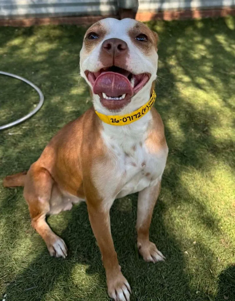 Shiffrin thumbnail 5