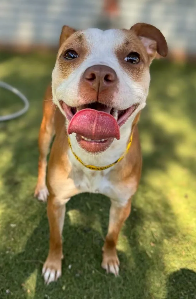 Shiffrin thumbnail 6