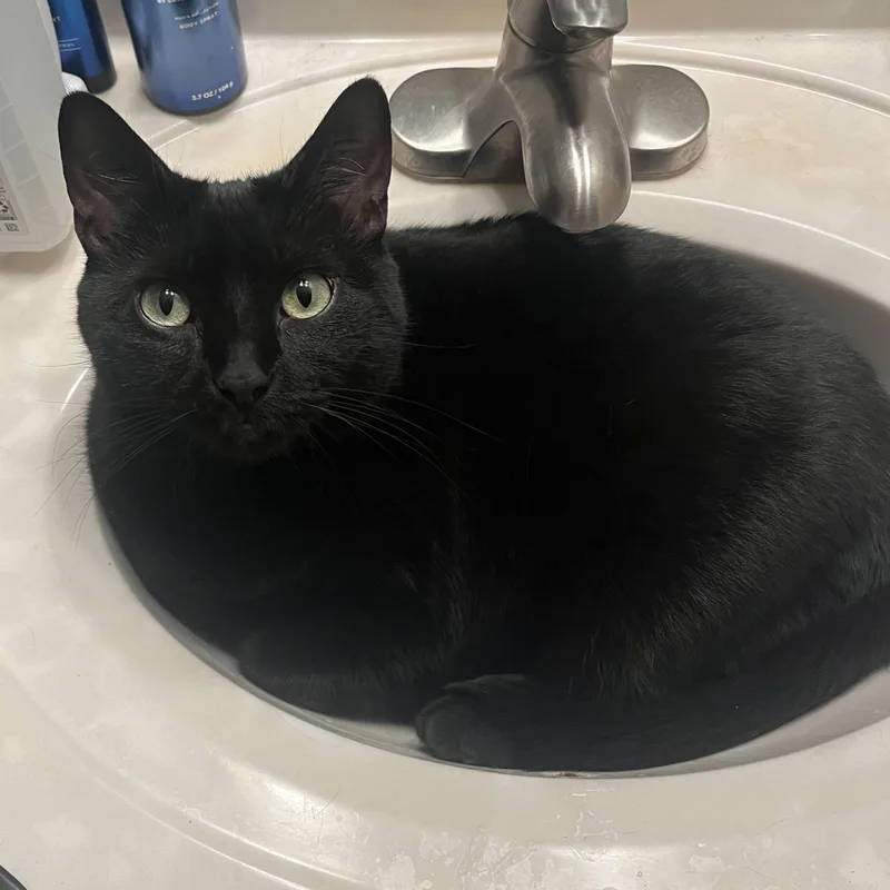 Smeagle & Artemis thumbnail 2