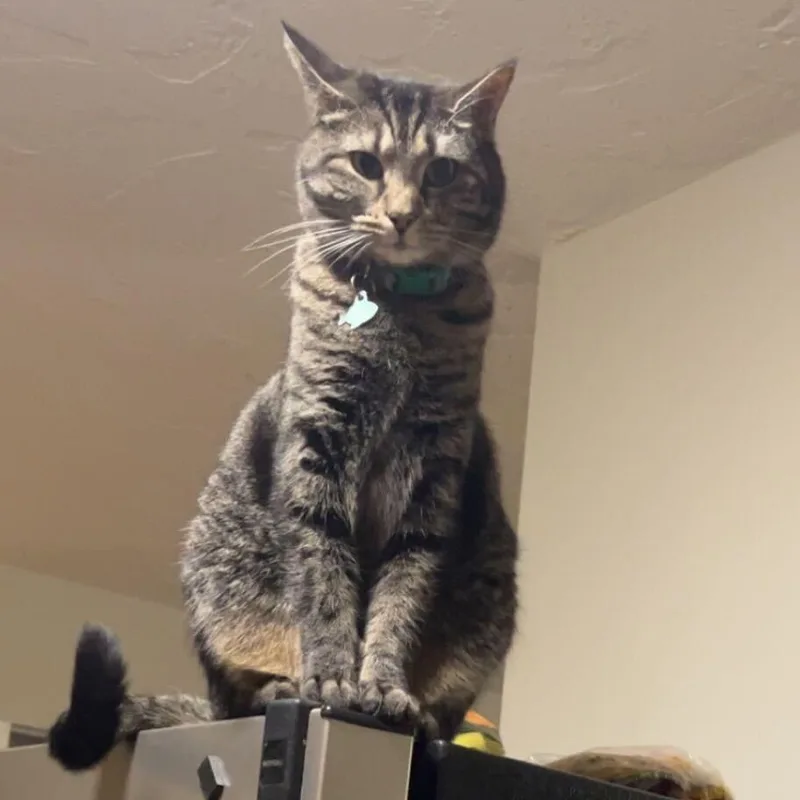 Smeagle & Artemis thumbnail 5