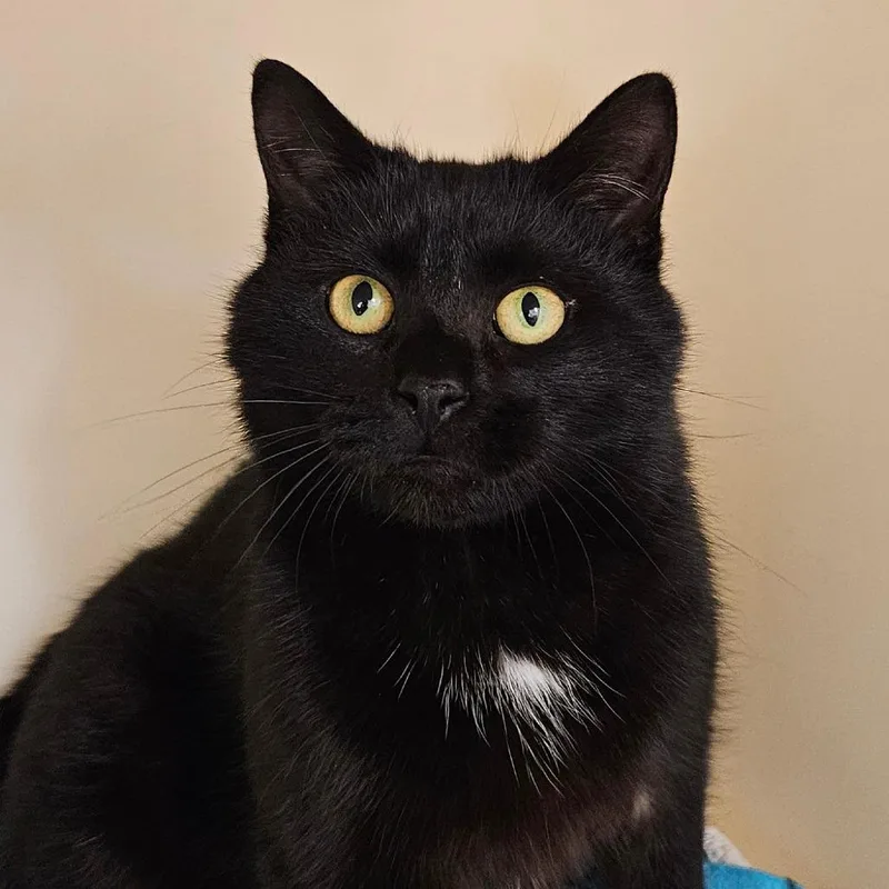 An adult large-sized male Domestic Short Hair cat named Buddy for adoption in Zanesville, OH