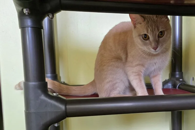 Orange Juice thumbnail 2