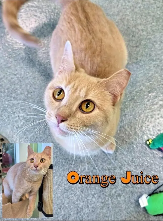 Orange Juice thumbnail 3