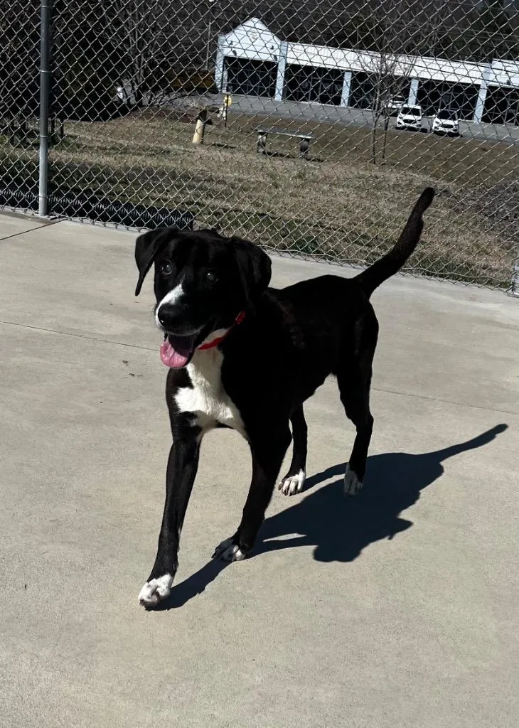 Ray Charles thumbnail 2