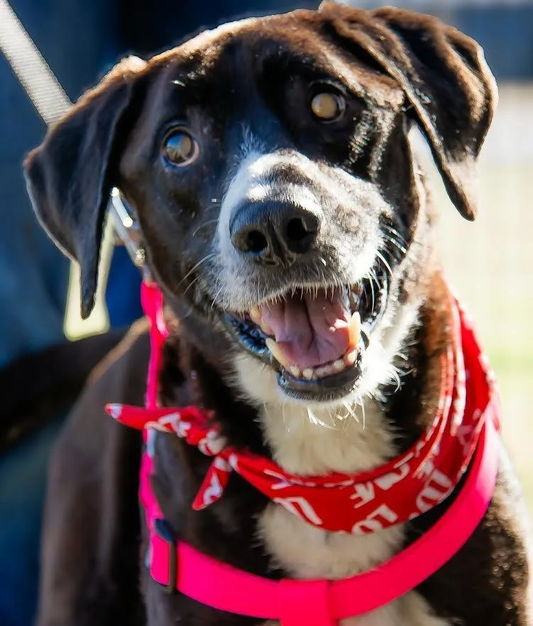 Ray Charles thumbnail 3