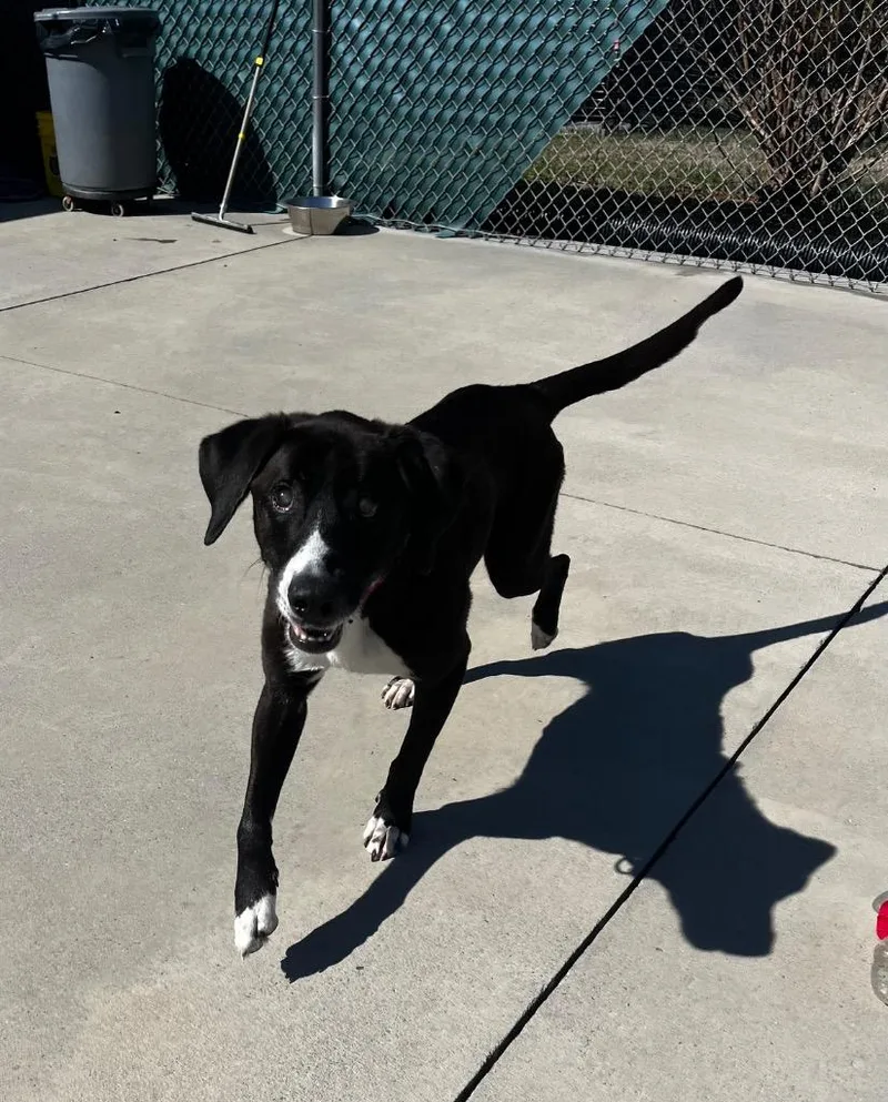 Ray Charles thumbnail 4