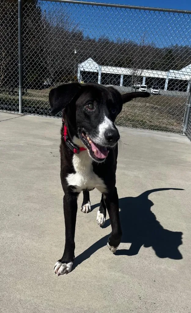 Ray Charles thumbnail 5