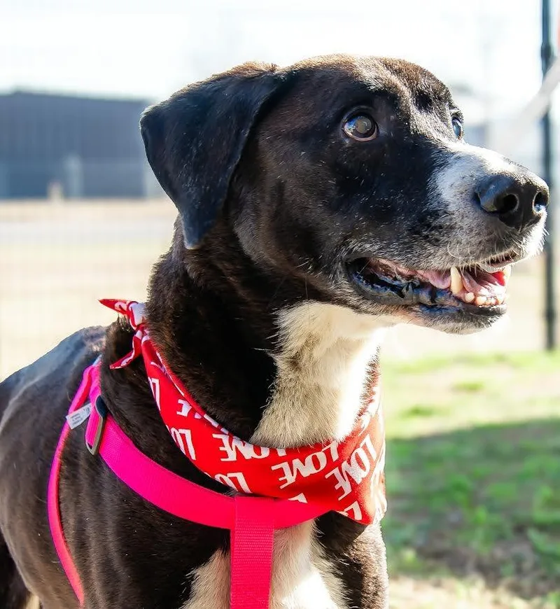 Ray Charles thumbnail 6