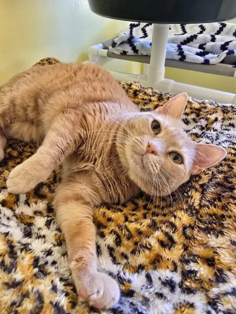 Cinderella thumbnail 2