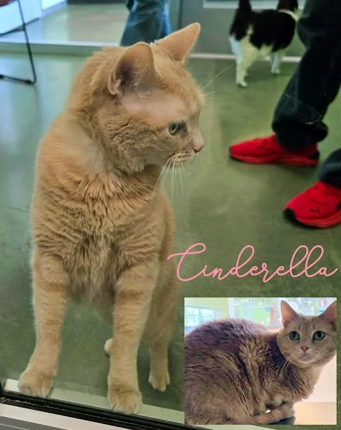 Cinderella thumbnail 3