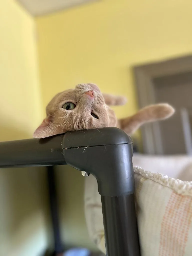 Cinderella thumbnail 4