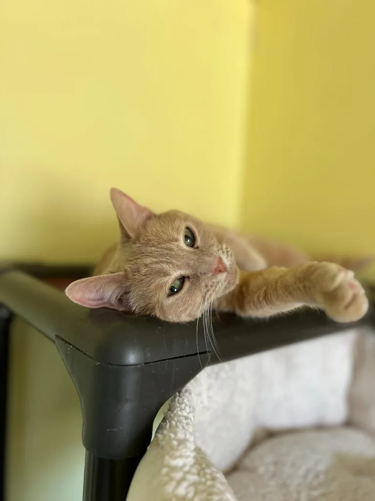 Cinderella thumbnail 5