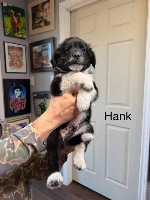 Hank