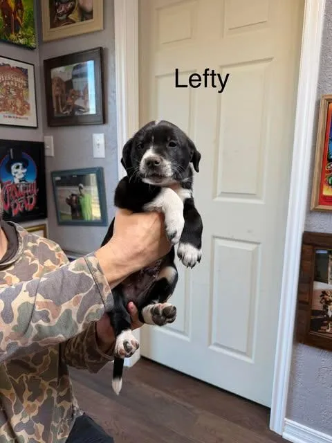 Lefty