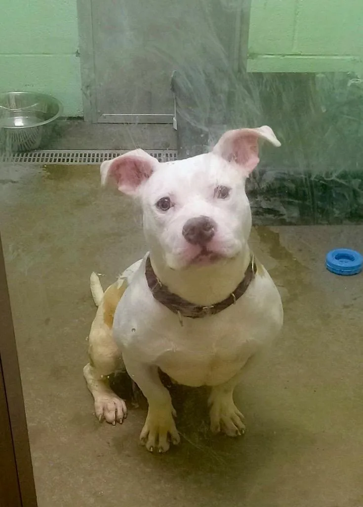 Yetti Spaghetti thumbnail 2