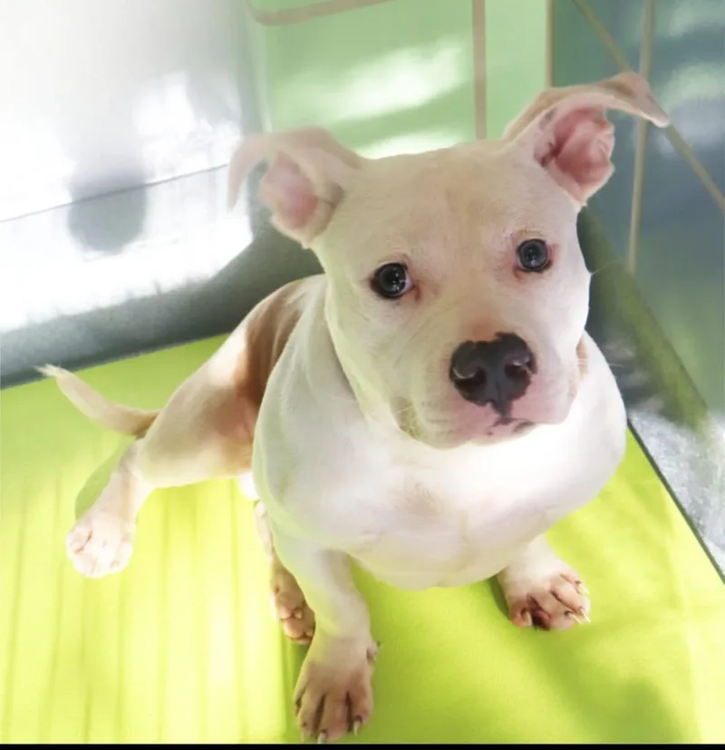 Yetti Spaghetti thumbnail 3