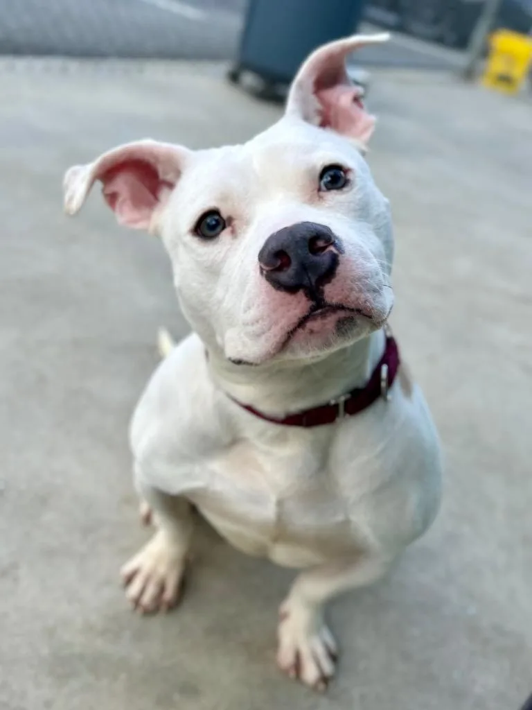 Yetti Spaghetti thumbnail 4