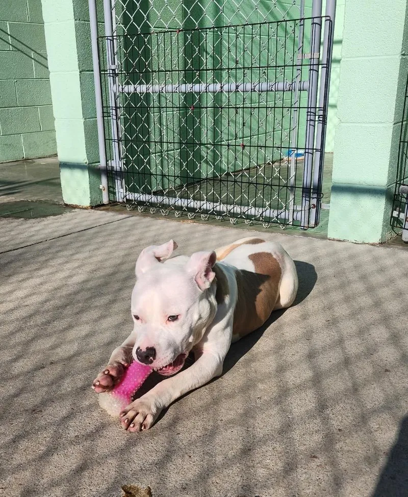 Yetti Spaghetti thumbnail 5