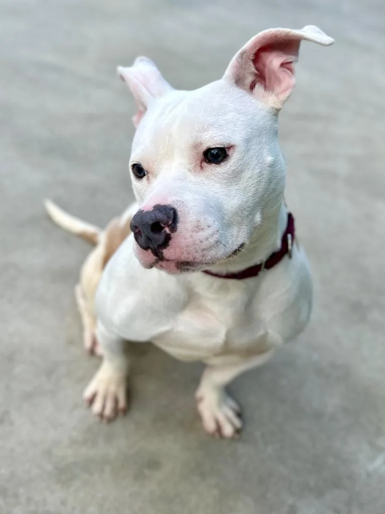 Yetti Spaghetti thumbnail 6