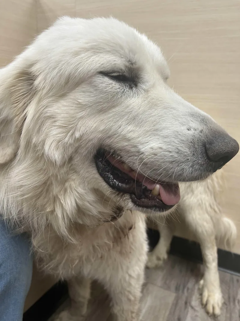 Memphis Dfw thumbnail 3