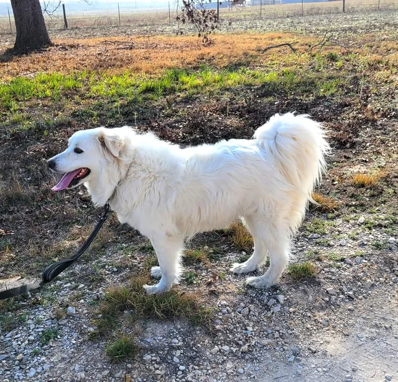 Missy Millie Sat thumbnail 4