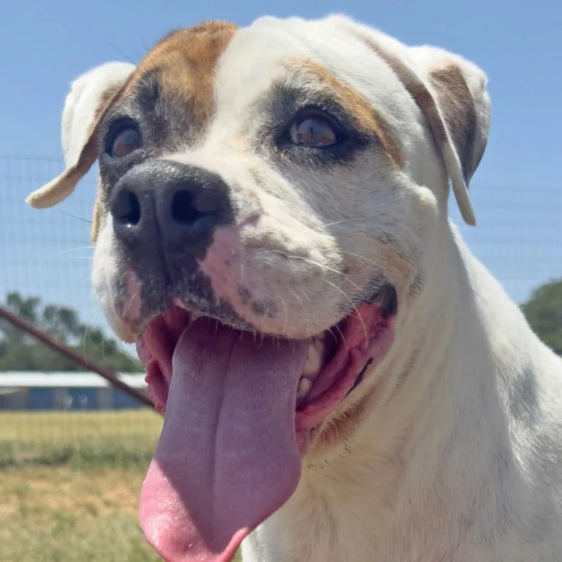 Sassafrass thumbnail 2