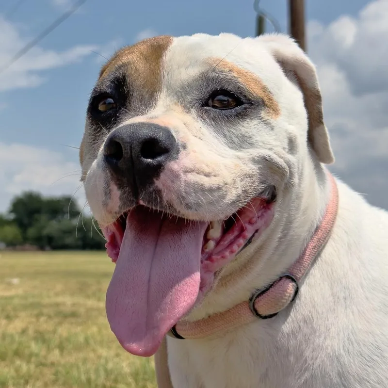 Sassafrass thumbnail 4