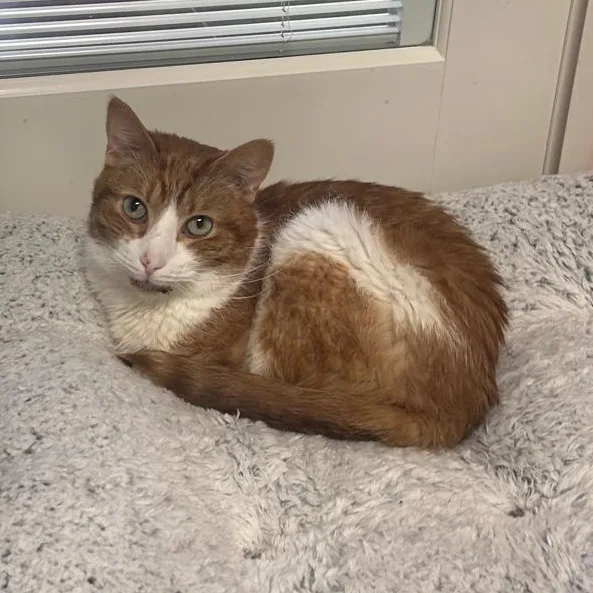 A senior medium-sized male Domestic Short Hair cat named Simba for adoption in North Haven, CT