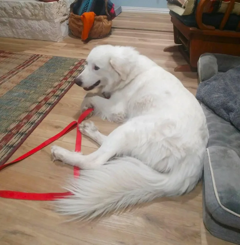 Luke  Cool Hand thumbnail 2