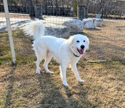 Luke  Cool Hand thumbnail 3