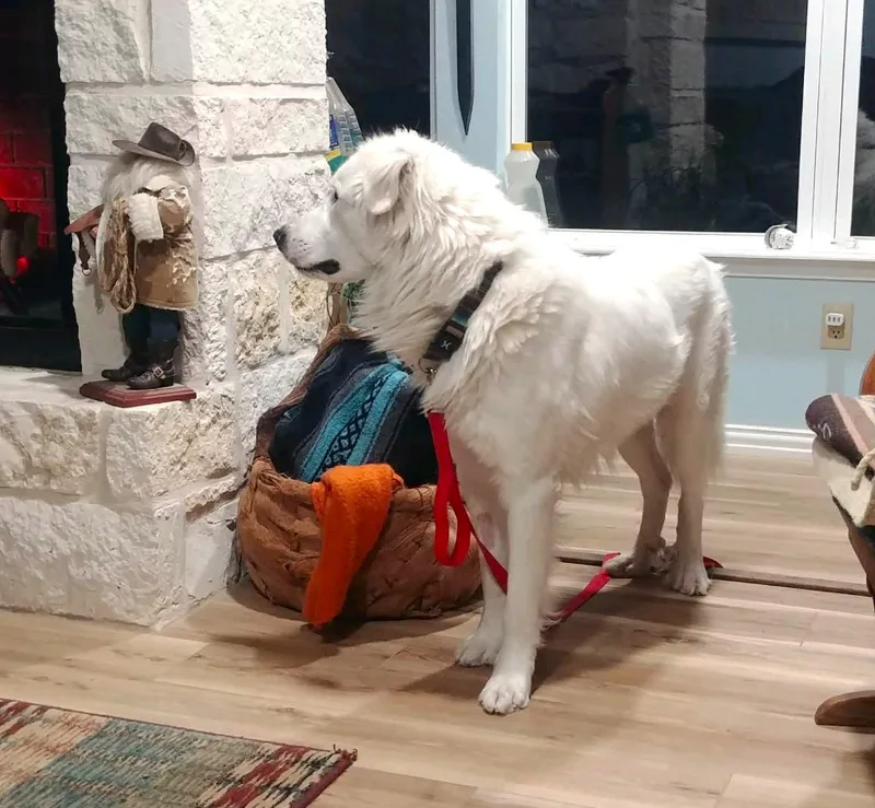 Luke  Cool Hand thumbnail 4