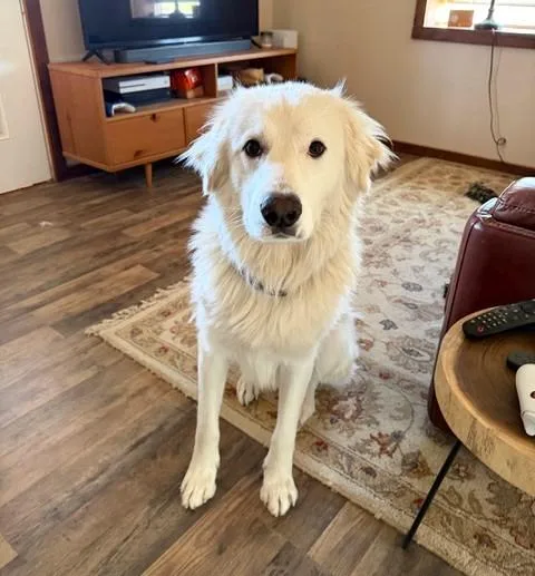 Luke  Cool Hand thumbnail 5