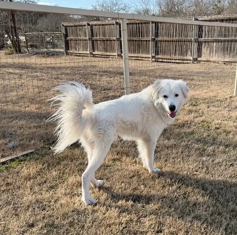 Luke  Cool Hand thumbnail 6