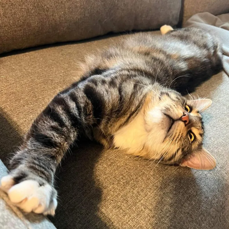 Hobie Cat thumbnail 2