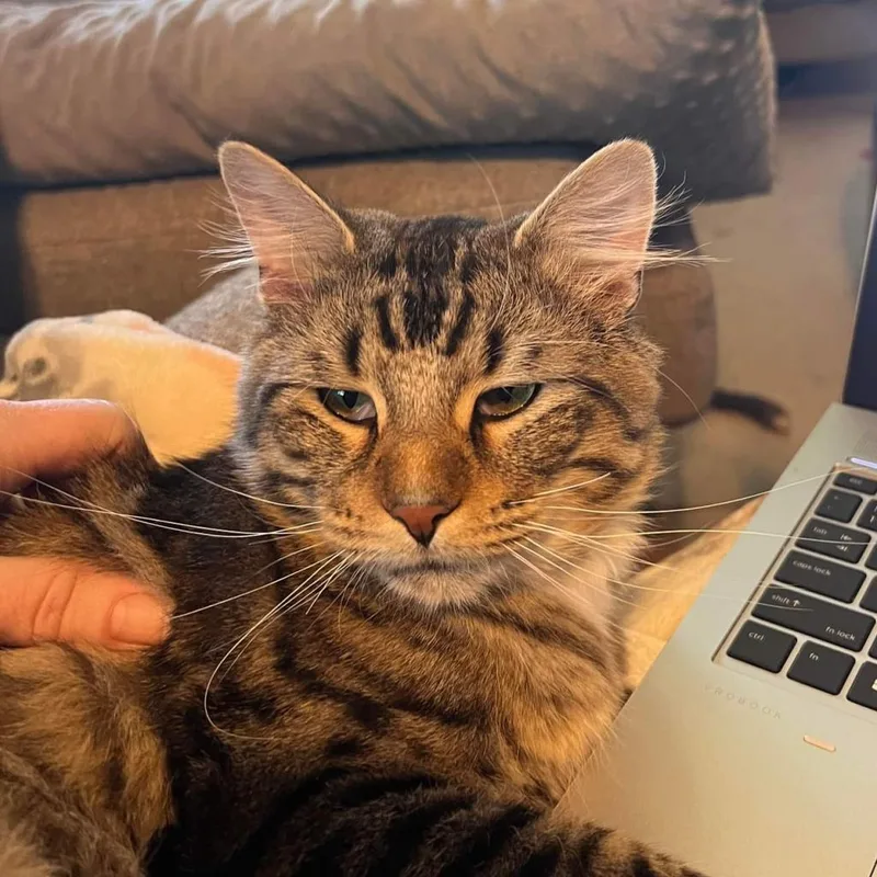 Hobie Cat thumbnail 3